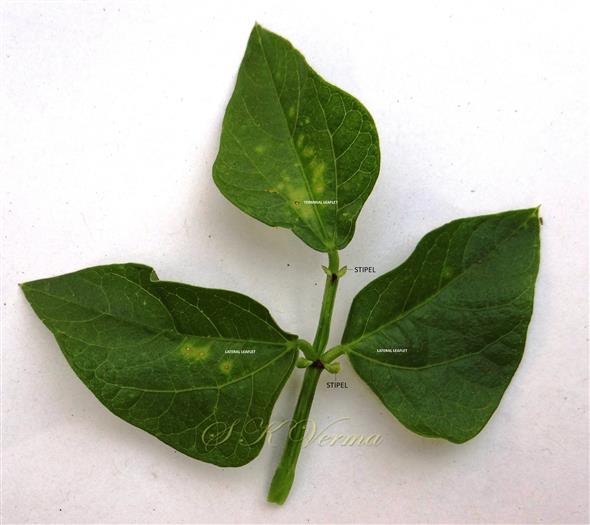  Leaf with stipels